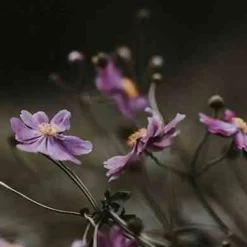 Dyfuzor Premium Reed 3l Black Orchid and Lily