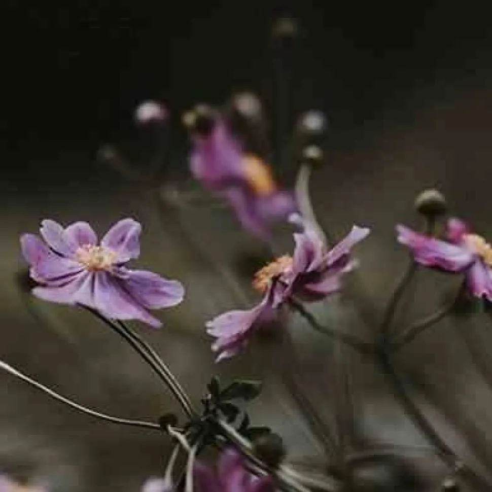 Dyfuzor Premium Reed 3l Black Orchid and Lily