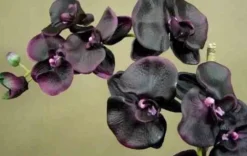 Dyfuzor Premium Reed 3l Black Orchid and Lily