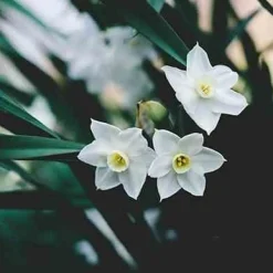 Dyfuzor Premium Reed 100ml. Tuberose and Jasmine