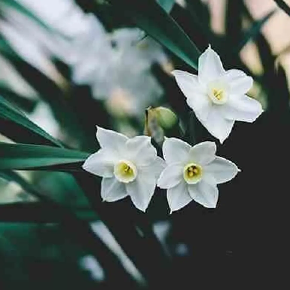 Dyfuzor Premium Reed 100ml. Tuberose and Jasmine