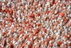 Dywan Shaggy Young czerwony 250x350cm