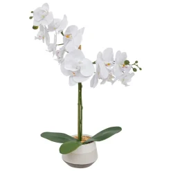 Orchidea Clera z ceramiczną doniczką