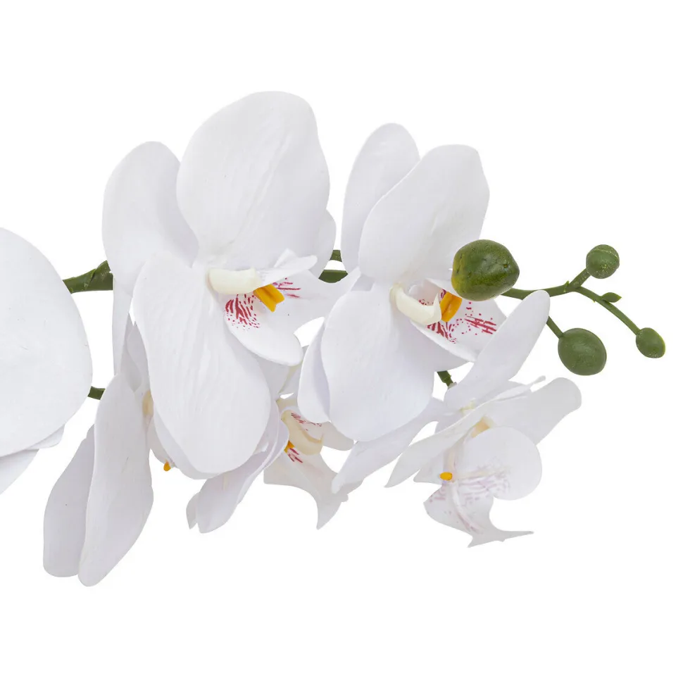 Orchidea Clera z ceramiczną doniczką