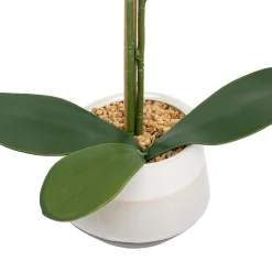 Orchidea Clera z ceramiczną doniczką