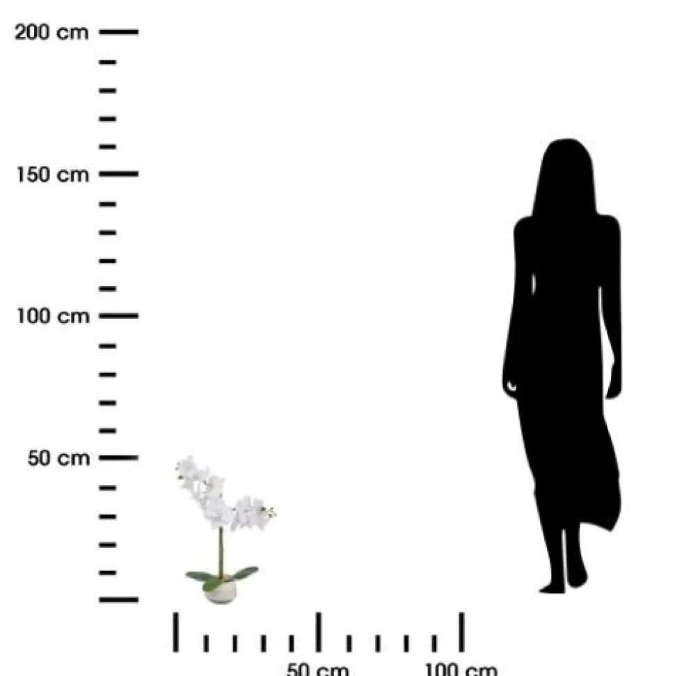 Orchidea Clera z ceramiczną doniczką