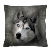 Poduszka HUSKY