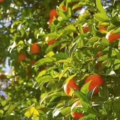 Świeca XL 600gr. Basil and Mandarin