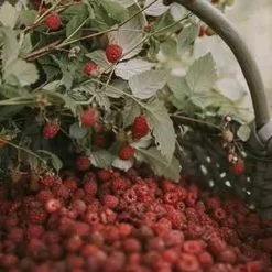 Świeca XL 600gr. Raspberry and Black Vanilla