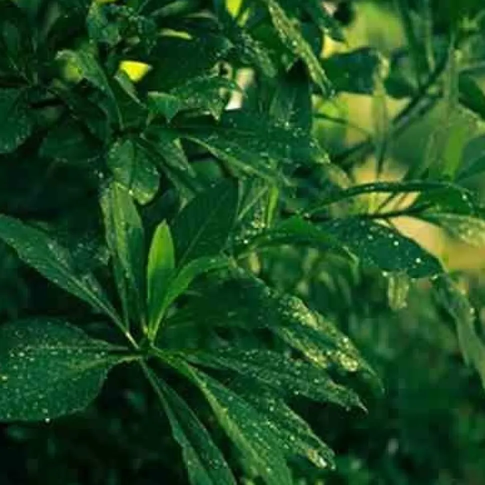 Świeca XL 600gr. Tea and Lemongrass