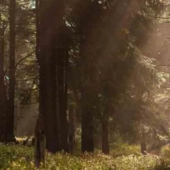 Świeca XXL 3,5kg. Amber and Sandalwood