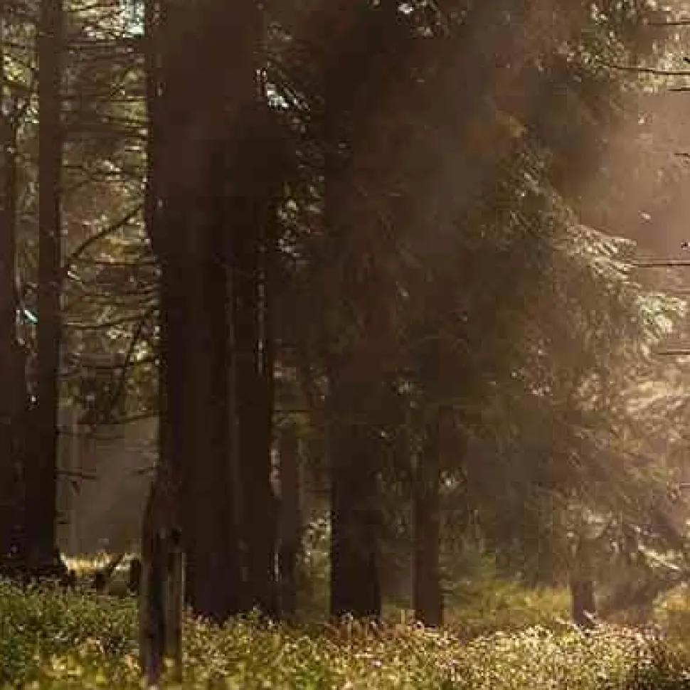 Świeca XXL 3,5kg. Amber and Sandalwood