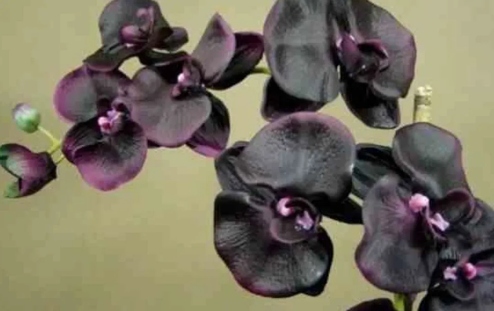 Świeca XXL 3,5kg. Black Orchid and Lily