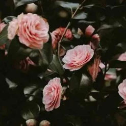 Świeca XXL 3,5kg. Bulgarian Rose and Oud